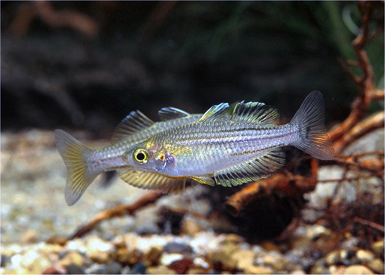 Melanotaenia wilsoni